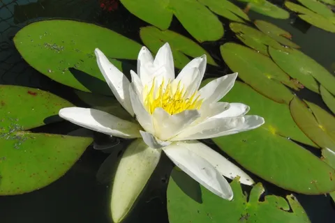 白色荷花高清图片 白色荷花高清图片