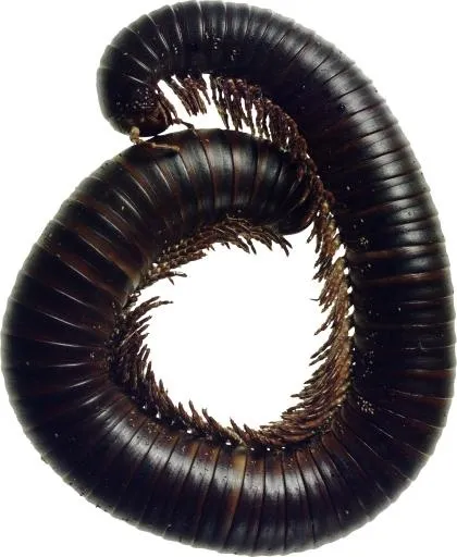 大蜈蚣 PNG免抠(1572x1914)