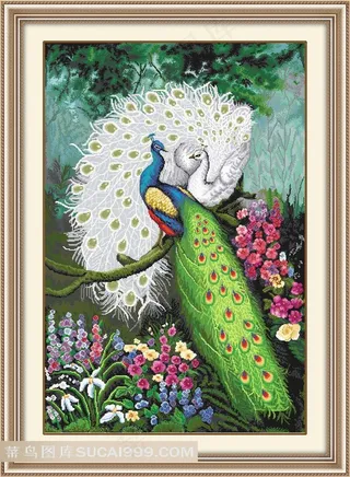 花鸟孔雀图片素材