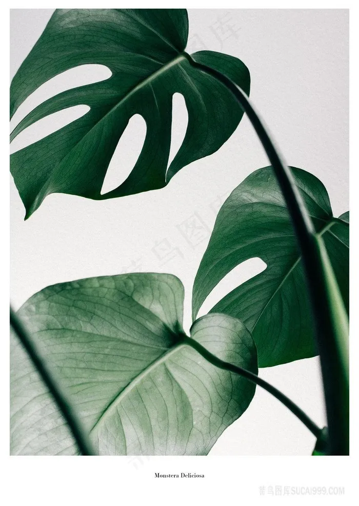 龟背竹绿叶插画