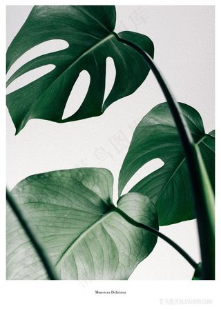 龟背竹绿叶插画