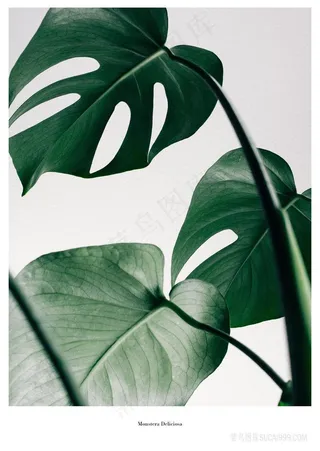 龟背竹绿叶插画