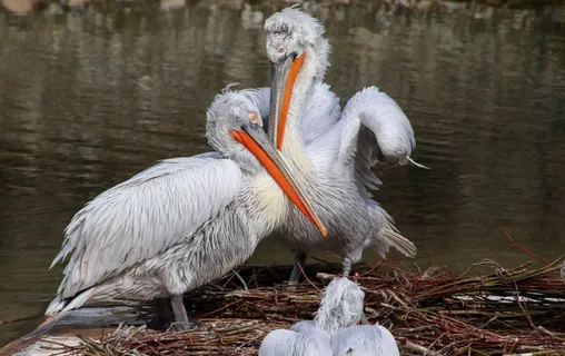 湖边长嘴鸟图片 湖边长嘴鸟图片