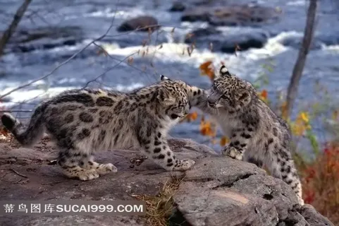 河边石头上的豹