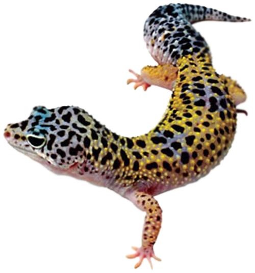 壁虎 PNG免抠(500x536)