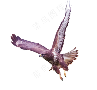 鹰免扣素材