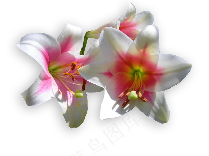 百合花朵图片