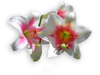 百合花朵图片