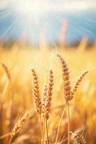 秋天收获小麦收割落日，秋分芒种小满粮食摄影图