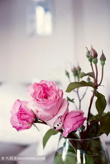 优雅粉色玫瑰图片 优雅粉色玫瑰图片