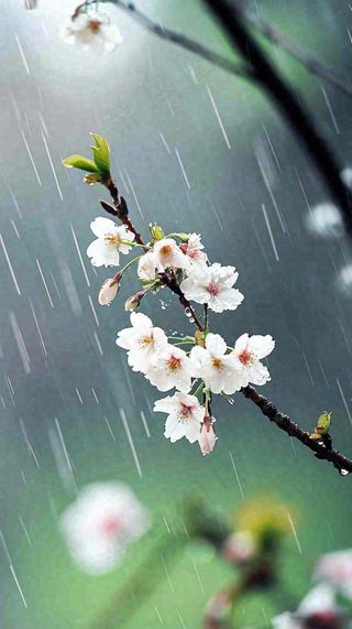 春天白色花朵枝叶在雨中，新鲜绿叶鲜花，雨水谷雨摄影图