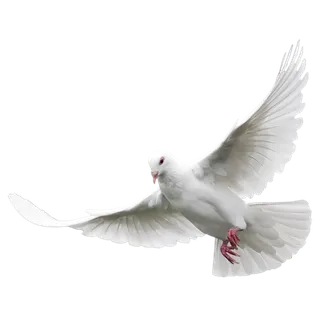白色鸽子卡通