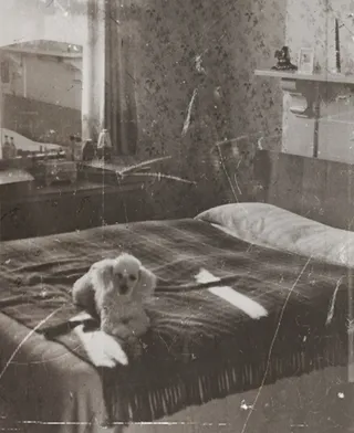 可爱小狗狗狗摄影素材