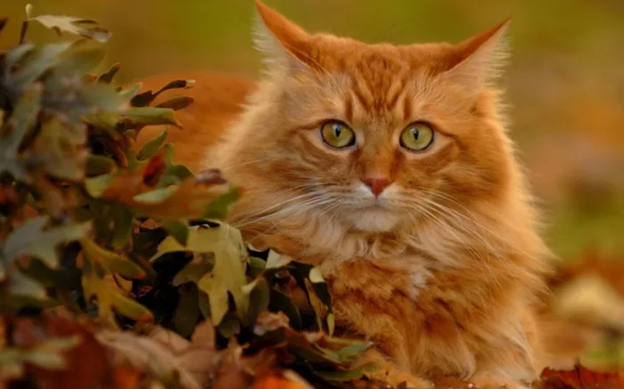 长毛狮子猫图片