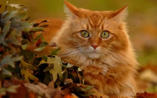 长毛狮子猫图片 长毛狮子猫图片