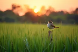 夕阳下小鸟站在树桩上草丛摄影图