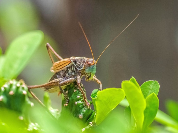 蝈蝈不怕麒麟刺