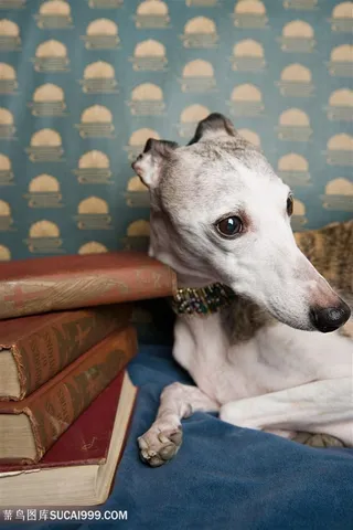 高清趴在书本边的意大利灵缇犬图片