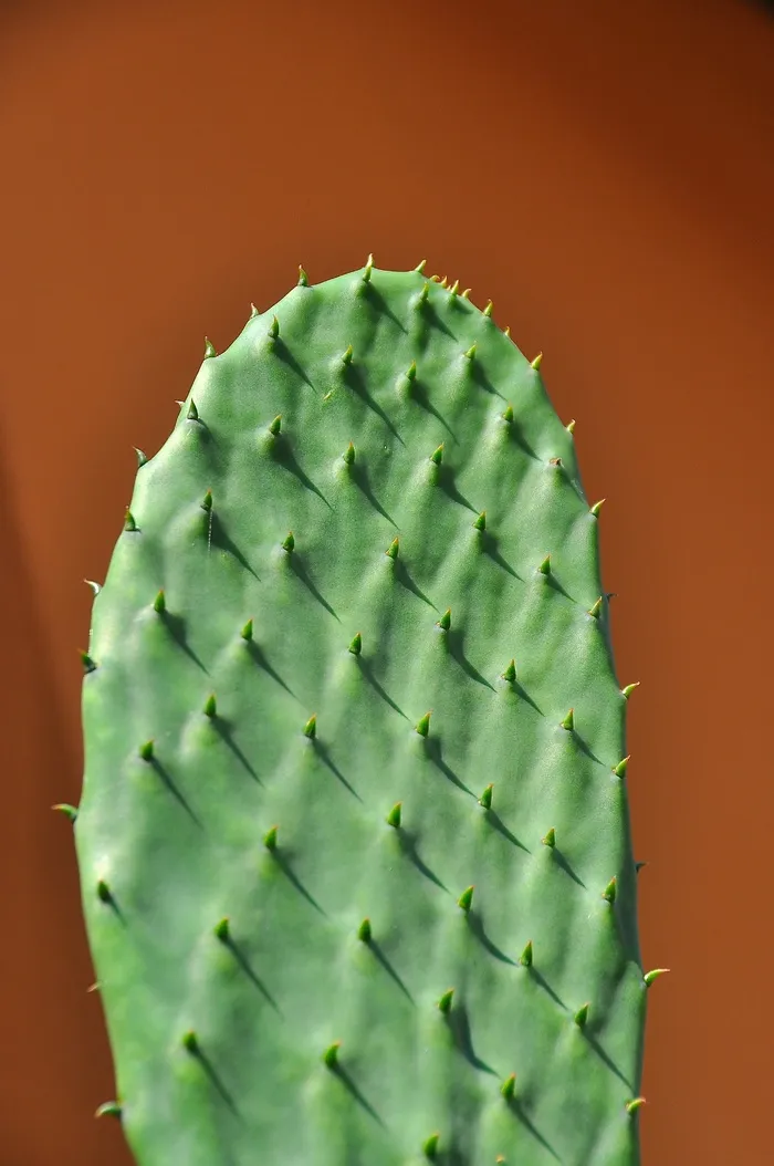 绿色仙人掌仙人球摄影素材