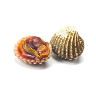 螺贝类带壳类(98)海鲜超市商品红酒白底图免抠实物摄影png格式图片透明底