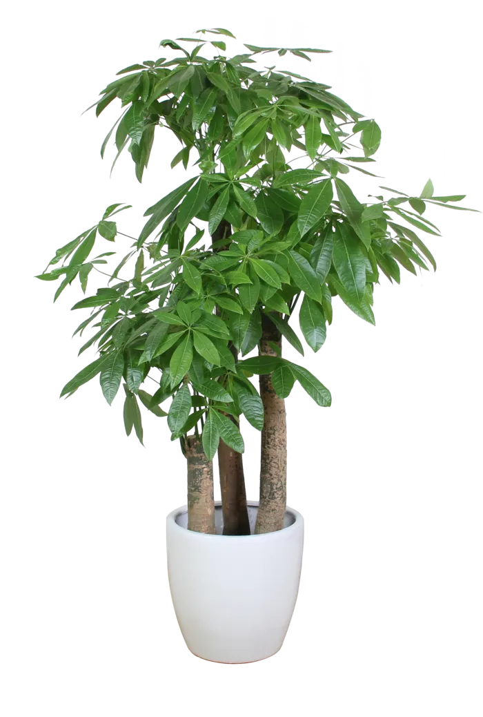 树木树枝树叶免扣素材