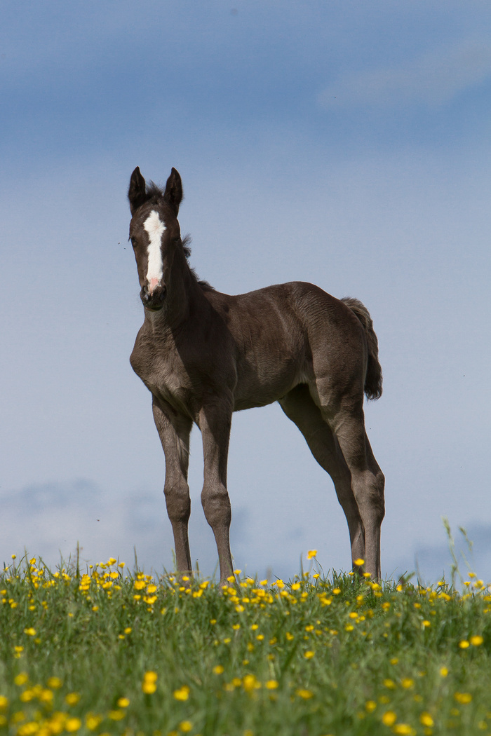 马动物野马草原野生动物草原