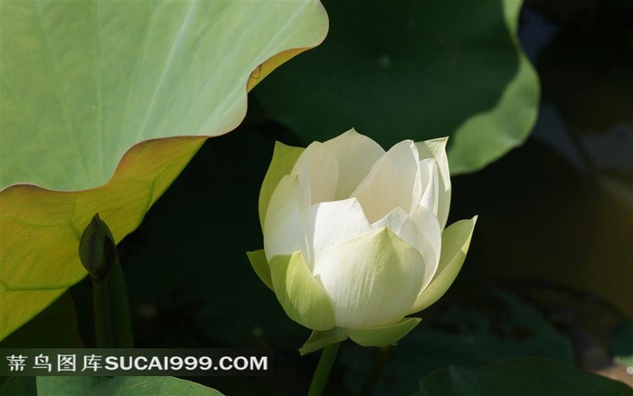 娇美的白色荷花