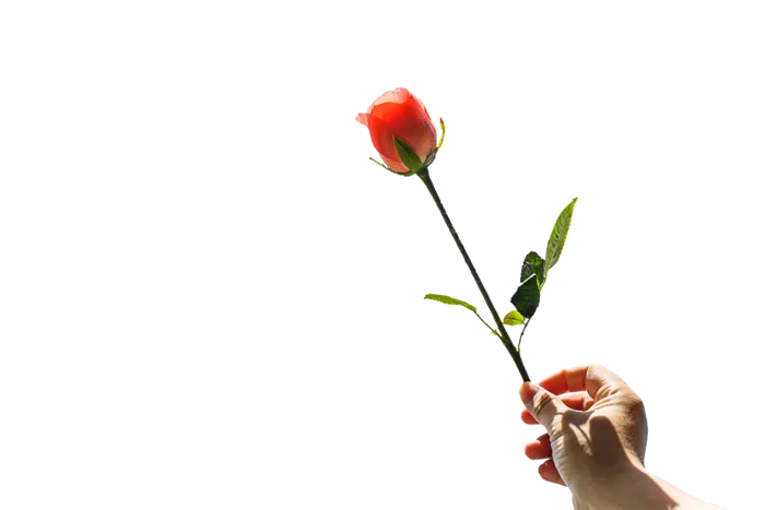 一颗玫瑰花