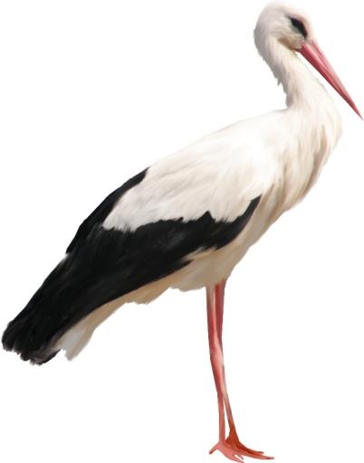 鹳 PNG免抠(650x827)