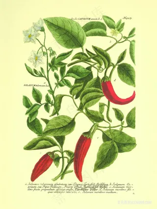 植物树枝辣椒插画