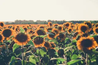 黄色向日葵摄影素材