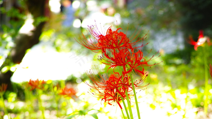 彼岸花花图片