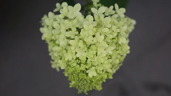 七夕心形创意绣球花图片