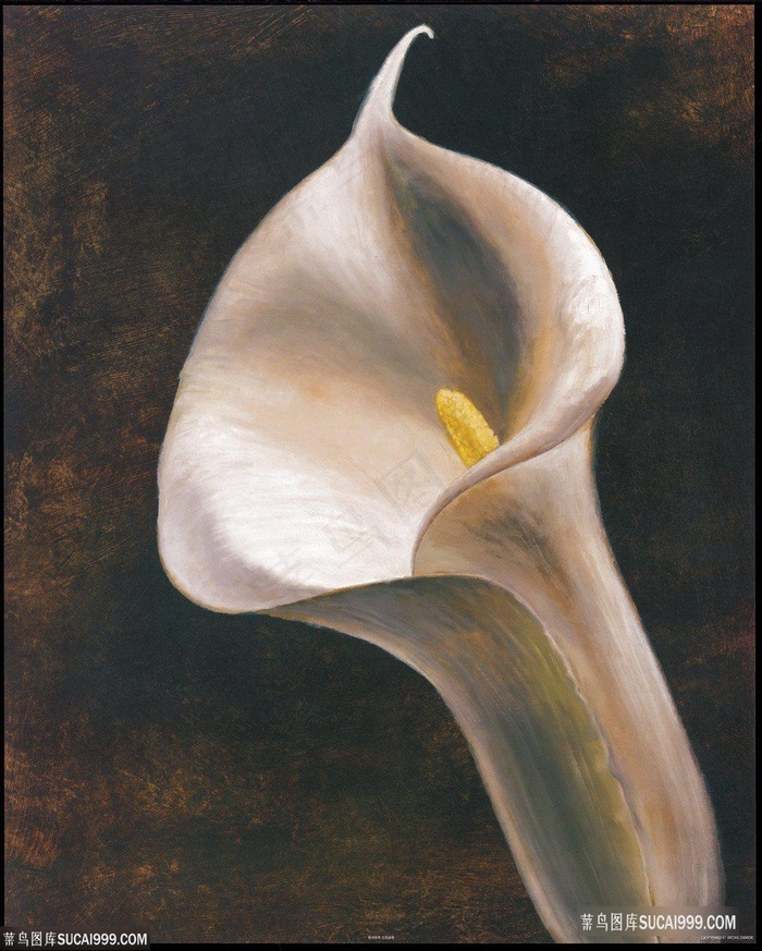 马蒂莲艺术插画