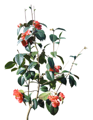 高清树木素材 免抠PSD植物素材 美术绘画园林贴图 树草灌木花草