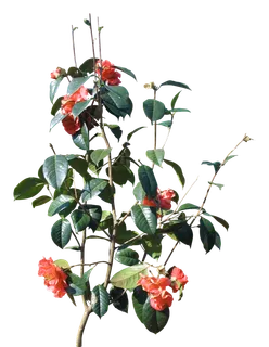 高清树木素材 免抠PSD植物素材 美术绘画园林贴图 树草灌木花草 高清树木素材 免抠PSD植物素材 美术绘画园林贴图 树草灌木花草