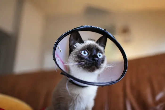 可爱猫咪猫猫摄影素材