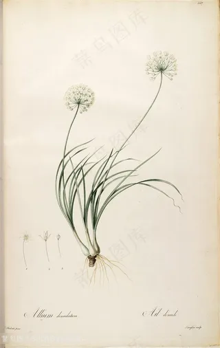 雷杜德原版高清蒲公英花草图谱