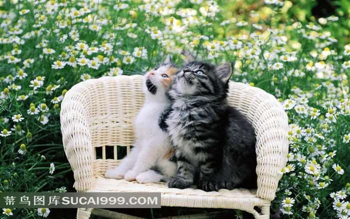 花园里的猫-竹编小椅子上的两只猫