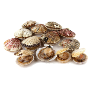 螺贝类带壳类(42)海鲜超市商品红酒白底图免抠实物摄影png格式图片透明底