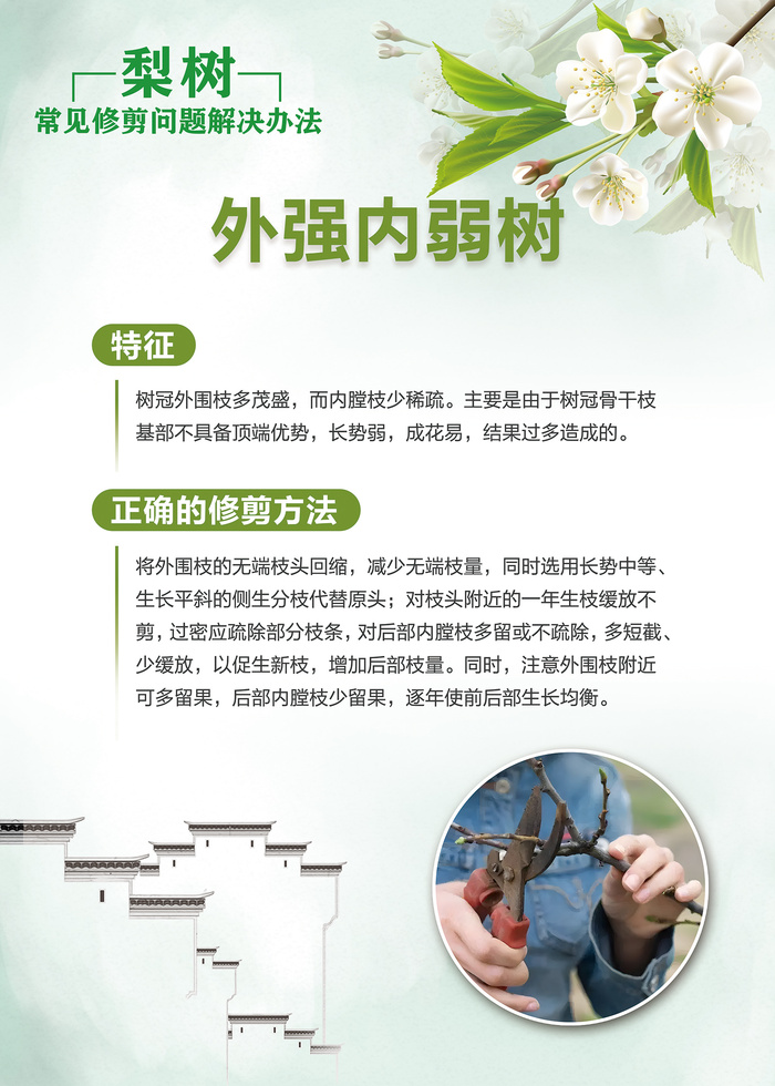 梨树常见修剪问题解决办法科普知识海报