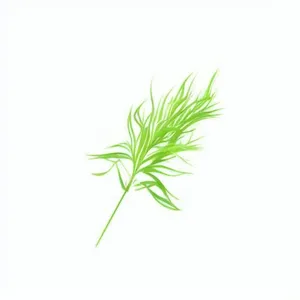 一支草png免抠