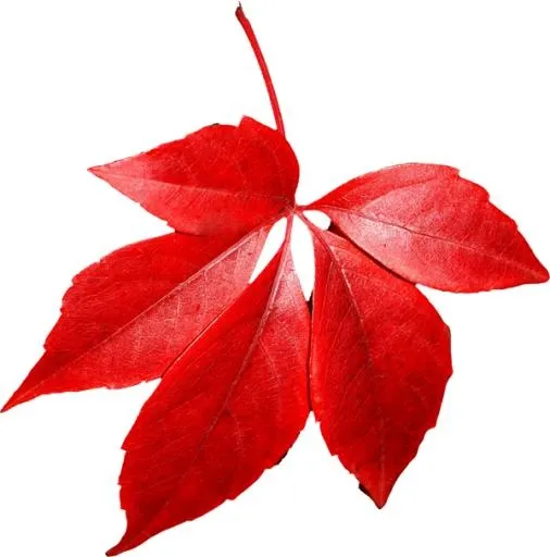红色秋天 PNG 叶子免抠(600x606)