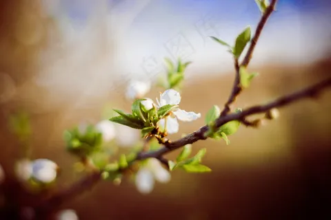 春天花枝图片