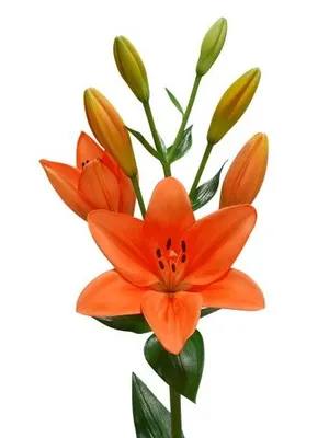 百合花免抠