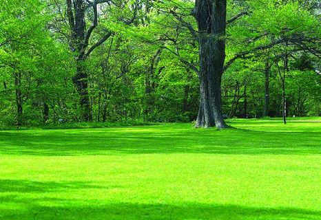 绿草地上的树林