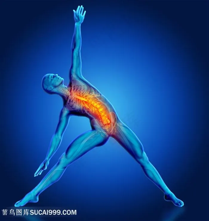 人体结构前面脊梁骨透视图片人体器官图