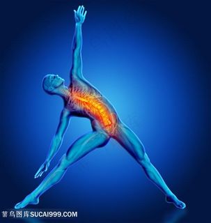 人体结构前面脊梁骨透视图片人体器官图