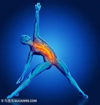 人体结构前面脊梁骨透视图片人体器官图