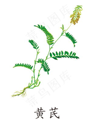 手绘草本中药药材黄芪